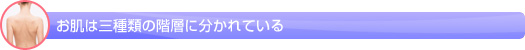 お肌は三種類の階層に分かれている